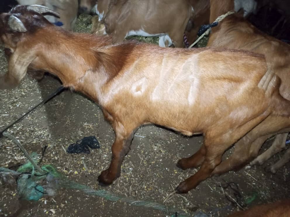 Goat Farming