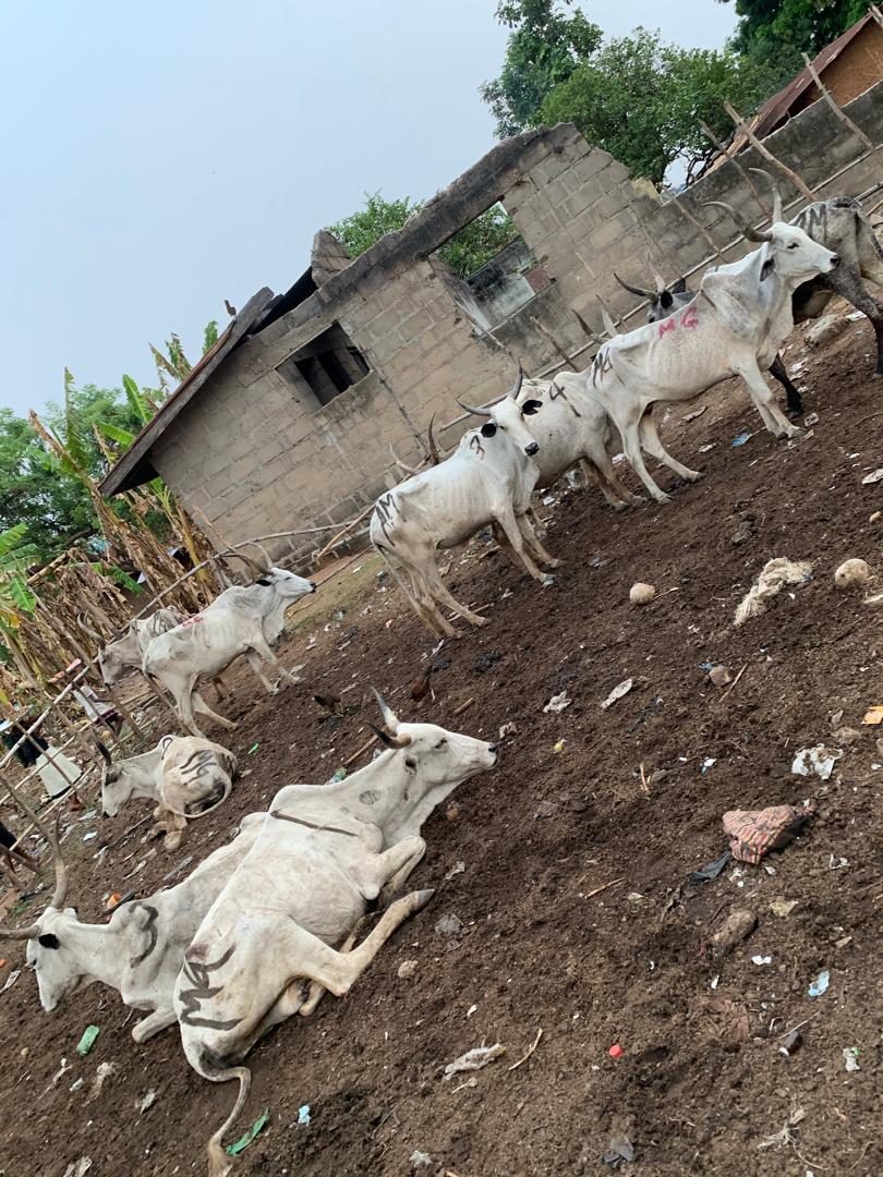 Cow Farming