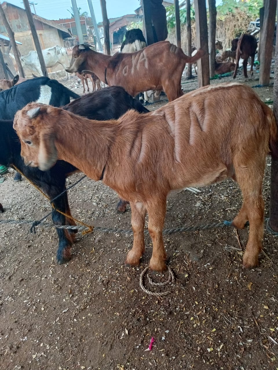 Goat Farming